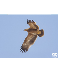 گونه عقاب صحرایی Aquila nipalensis